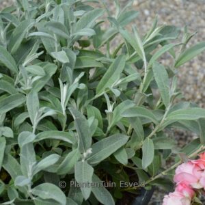 Salix candida 'Jefberg' (First Editions ICEBERG ALLEY)