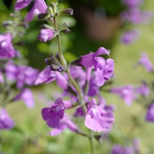 Salvia microphylla 'Salvinio Lilac'