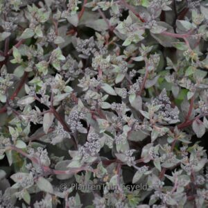 Sedum telephium 'Seduction Rose Soiree'