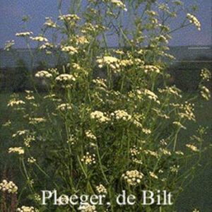 Sium sisarum