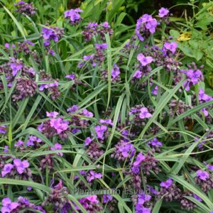 Tradescantia andersoniana