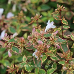 Abelia grandiflora 'Abelops' (SUNSHINE DAYDREAM)