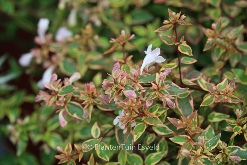 Abelia grandiflora 'Abelops' (SUNSHINE DAYDREAM)