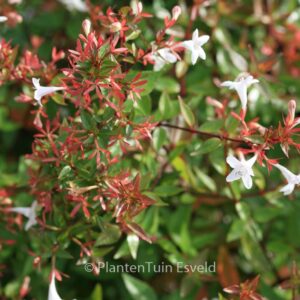 Abelia grandiflora 'Prostrata'