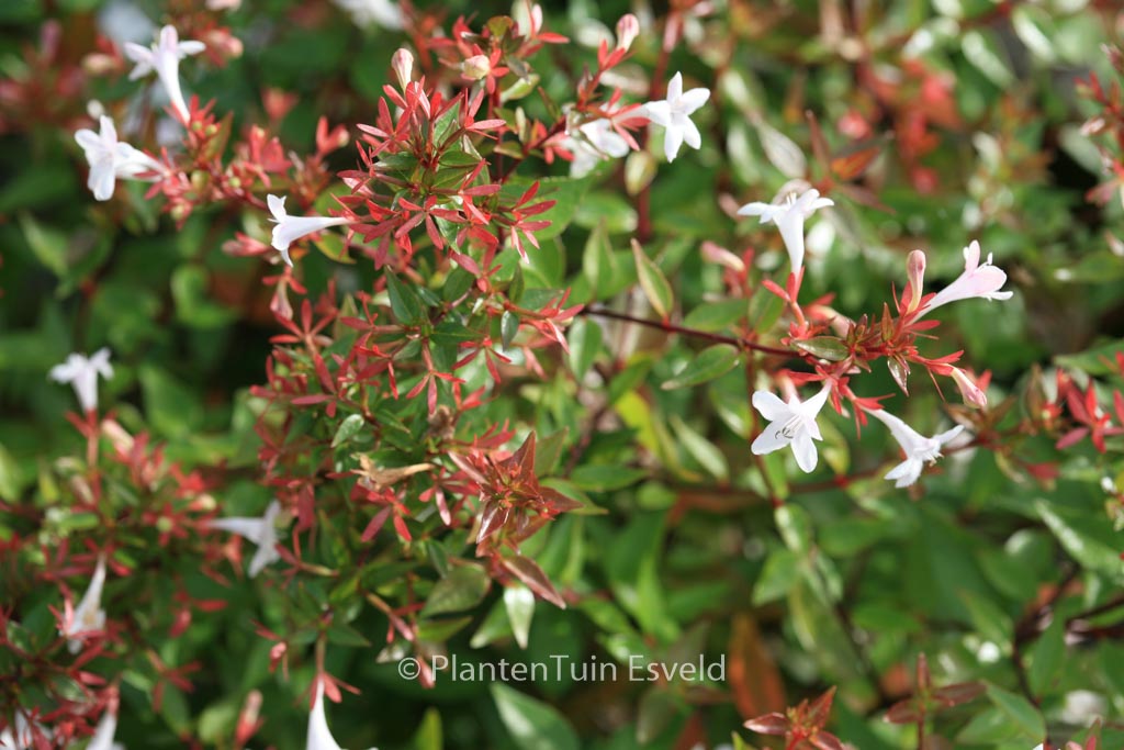 Abelia grandiflora 'Prostrata'