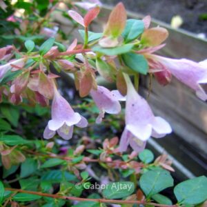 Abelia parviflora 'Bumblebee'