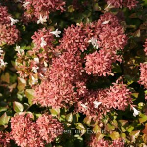Abelia 'Rose Creek'