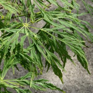 Acer japonicum 'Ao-jutan'
