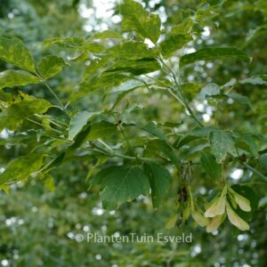 Acer negundo violaceum