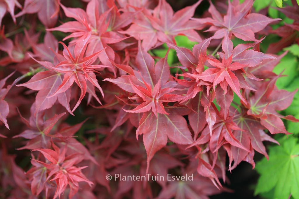 Acer palmatum 'Beni-hoshi'