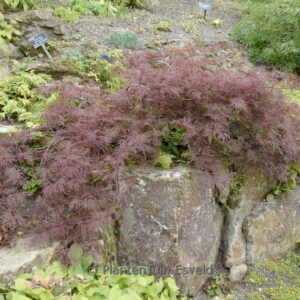 Acer palmatum 'Red Filigree Lace'