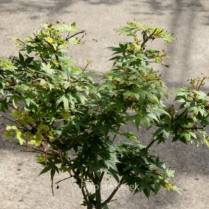 Acer palmatum 'Tokyo-yatsubusa'