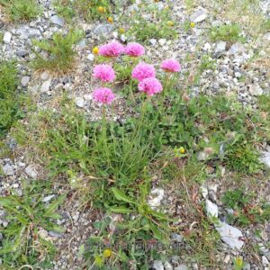 Allium senescens montanum