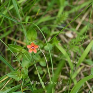 Anagallis arvensis subsp. arvensis