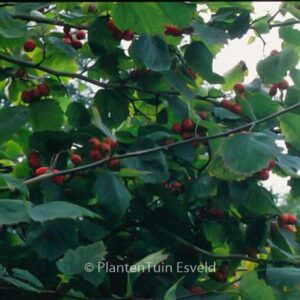 Crataegus prunifolia