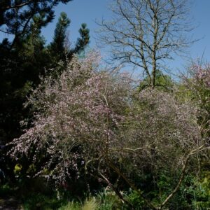 Cytisus 'Moyclare Pink'