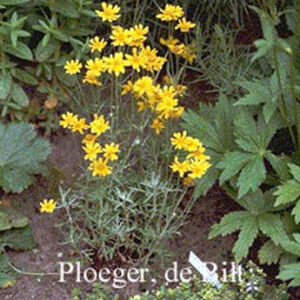 Eriophyllum lanatum