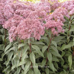 Eupatorium maculatum 'Glutball'
