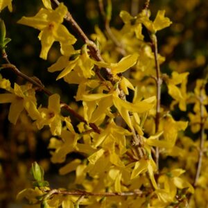 Forsythia ovata 'Tetragold'