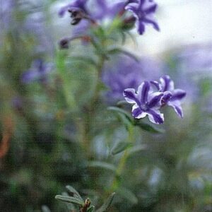 Glandora diffusa 'Star'