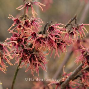Hamamelis vernalis 'Washington Park'