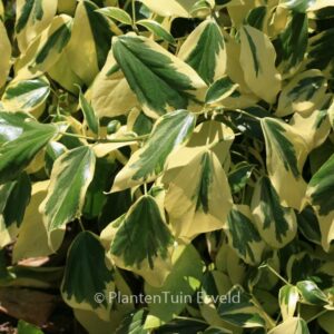 Hedera colchica 'Dentata Variegata'
