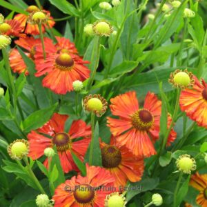 Helenium 'Kupferziegel'