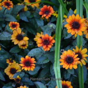 Heliopsis helianthoides 'Luna Roja'