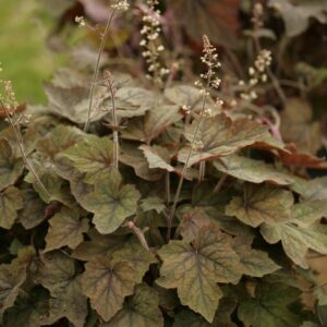 Heucherella 'Art Deco'