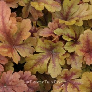 Heucherella 'Buttered Rum'
