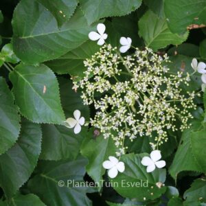 Hydrangea anomala quelpartii