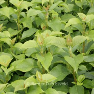 Hydrangea 'Inovalaur' (SEMIOLA)