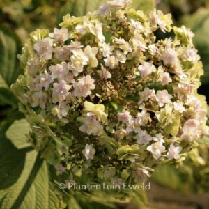 Hydrangea involucrata 'Yoraku-tama'