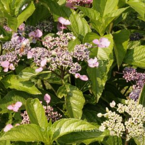 Hydrangea macrophylla 'Ito shiofuki kaigan shibori'