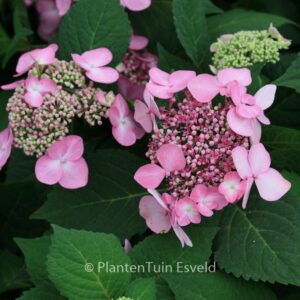 Hydrangea macrophylla 'Phiim' (TWIST-N-SHOUT)
