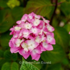 Hydrangea macrophylla 'Piihm-II' (ENDLESS SUMMER BLOOMSTAR)