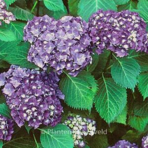 Hydrangea macrophylla 'Queen Elizabeth'
