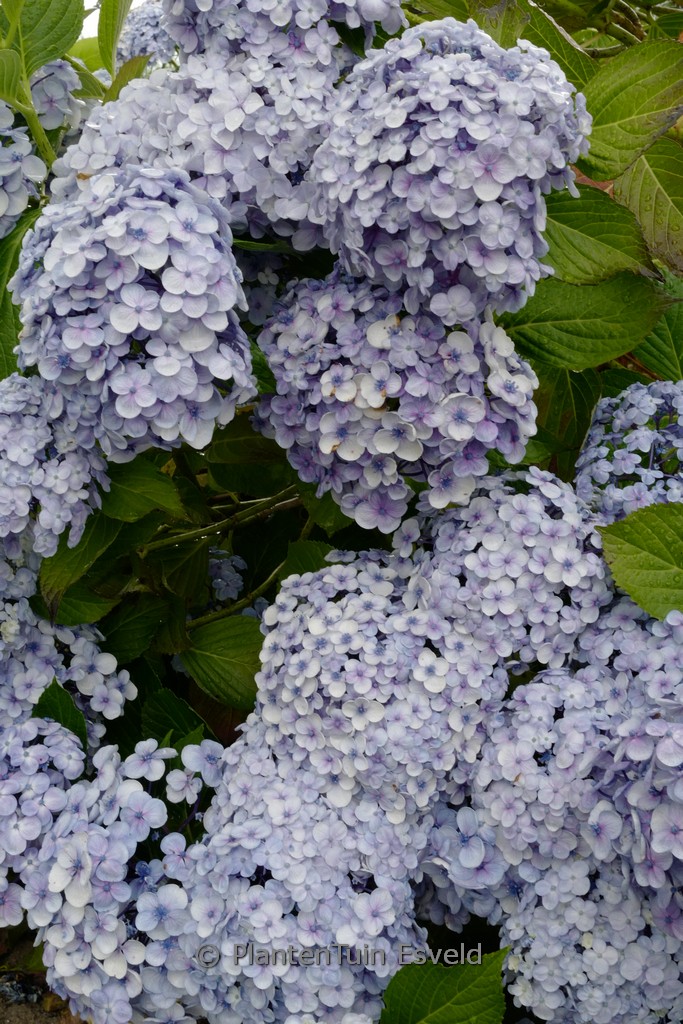 Hydrangea macrophylla 'Trebah Silver'