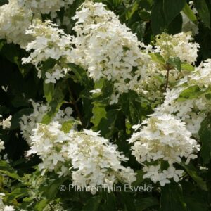 Hydrangea paniculata 'Degustar' (STARLIGHT FANTASY)