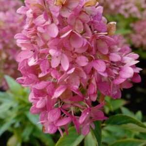 Hydrangea paniculata 'HYLV17522' (REDLIGHT GARDENLIGHT)