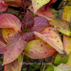Hydrangea serrata 'Airegon yama'