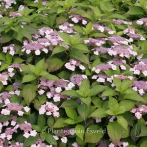 Hydrangea serrata 'Blue Billow'
