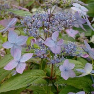 Hydrangea serrata 'Crug Caerulea'