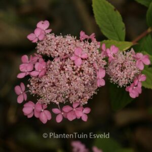 Hydrangea serrata 'Diadem'