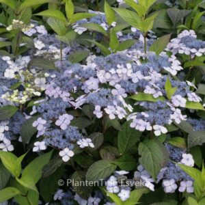 Hydrangea serrata 'Miyama-kuro-hime'