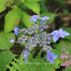 Hydrangea serrata 'Miyama-yae-murasaki'