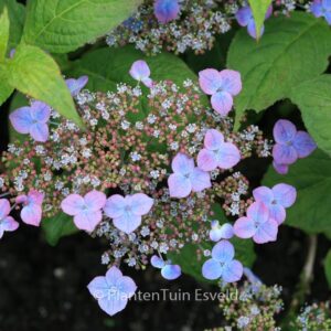 Hydrangea serrata 'Niji'