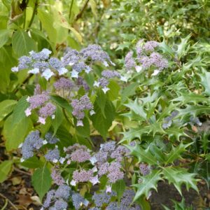 Hydrangea serrata 'Sahashi-no-sho'
