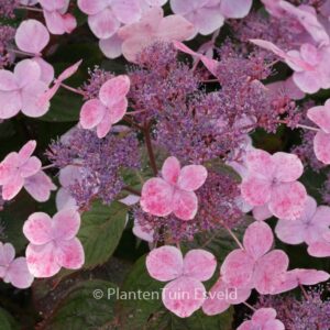 Hydrangea serrata 'Shojo'