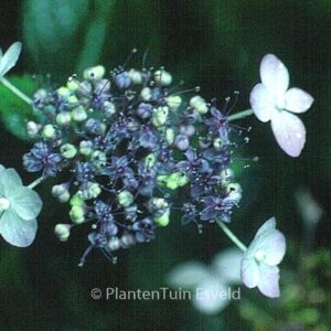 Hydrangea serrata 'Woodlanders'